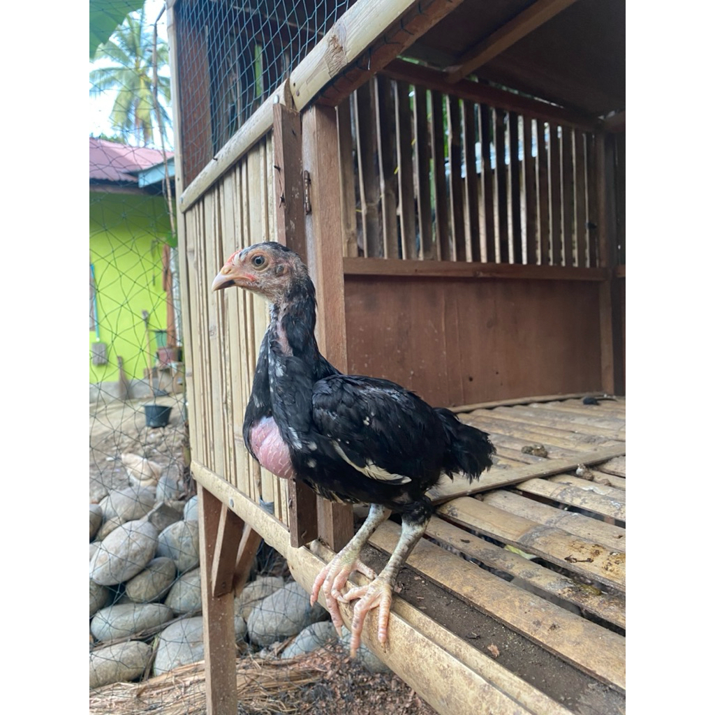 Anakan pakhoy umur 3 bulan / berkualitas