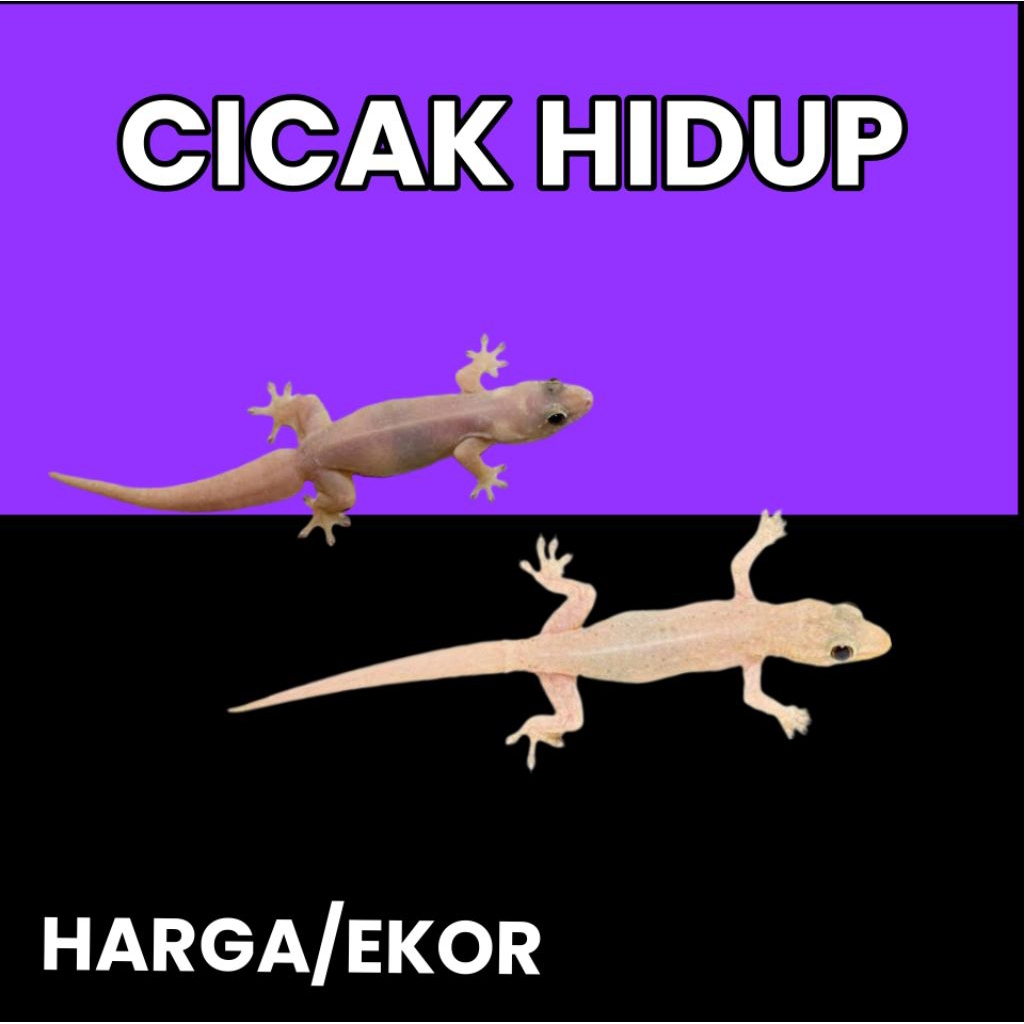 cicak pakan ikan predator harga / ekor