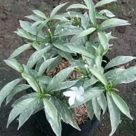 Tanaman Hias Rombusa Silver/Bibit Rombusa Bunga putih