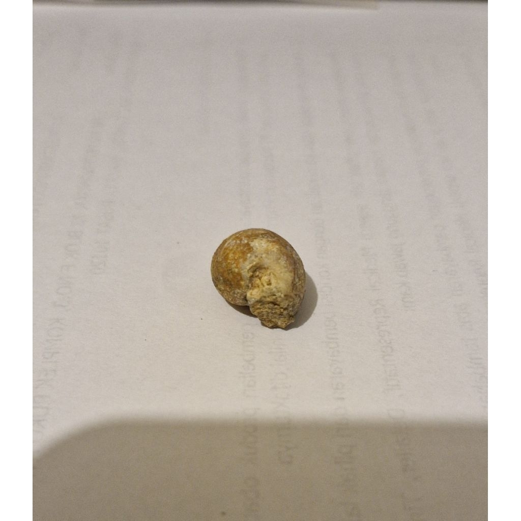 Fos Sil Asli Keong Kol Buntet (kode: D3)