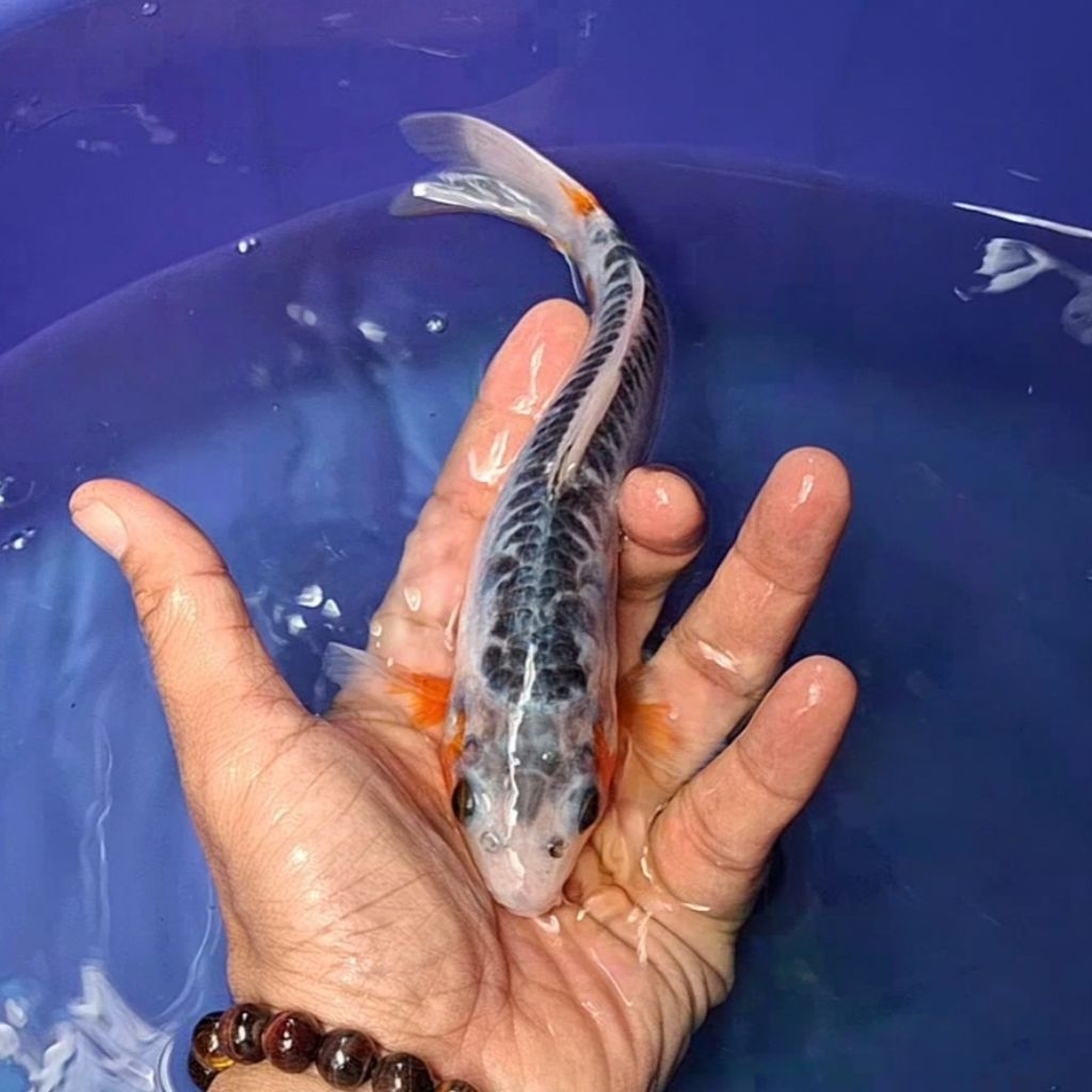Ikan Koi Blitar Jenis Shusui / Rumah Koi Jakarta / kode 0013