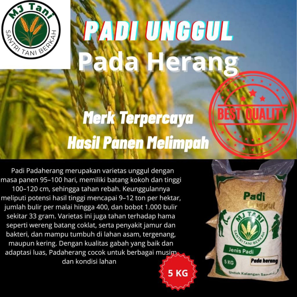 BIBIT PADI BENIH PADI PADAHERANG KEMASAN 5 KG