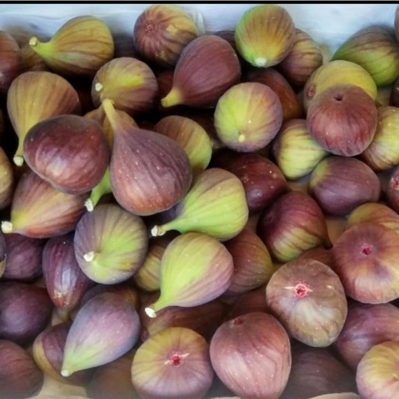 buah tin yordania segar-buah surga