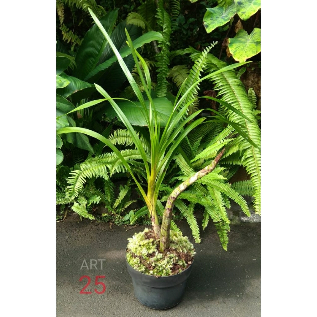Grammatophyllum Speciosum Anggrek Tebu Sesuai Foto