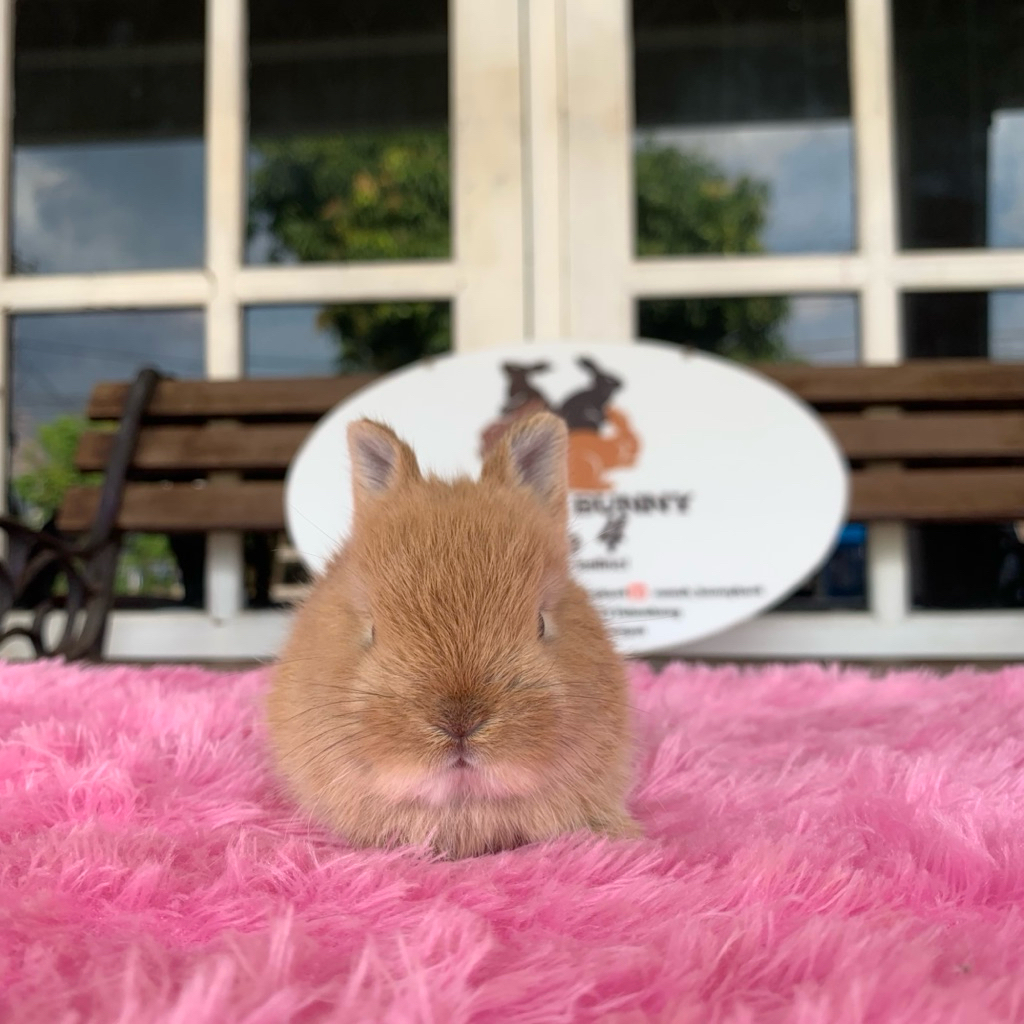 kelinci netherland dwarf jantan 4