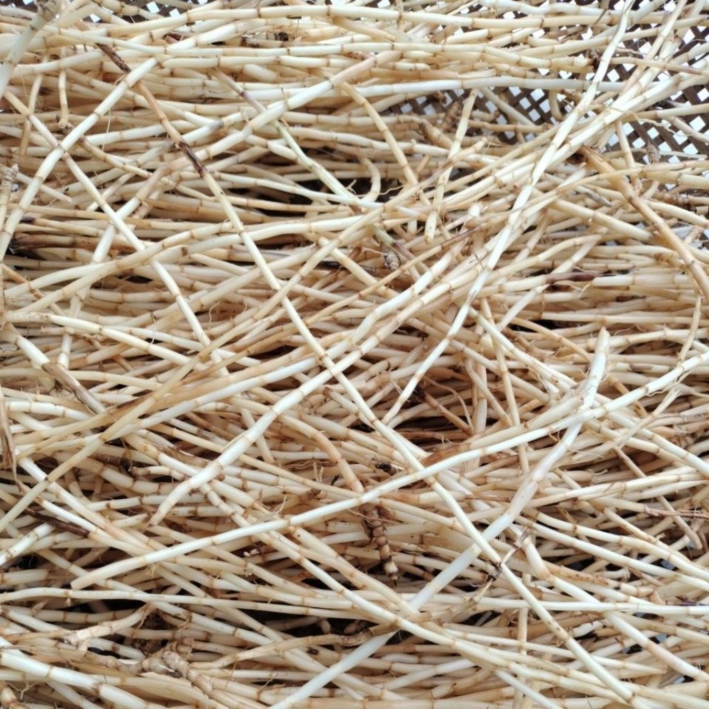 AKAR ALANG-ALANG/ALANG-ALANG