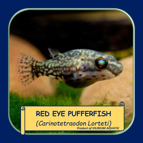 IKAN HIAS AIR TAWAR - BUNTAL MATA MERAH MINI / RED EYE PUFFERFISH (IKAN AQUASCAPE)