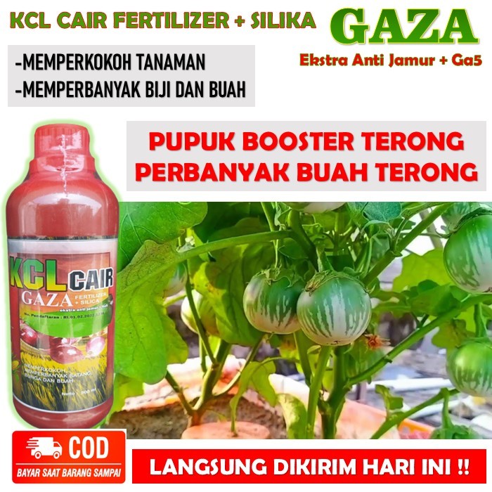 KCL CAIR FERTILIZER + SILIKA GAZA pupuk pelebat buah terong - pupuk booster terong memperkokoh tanam