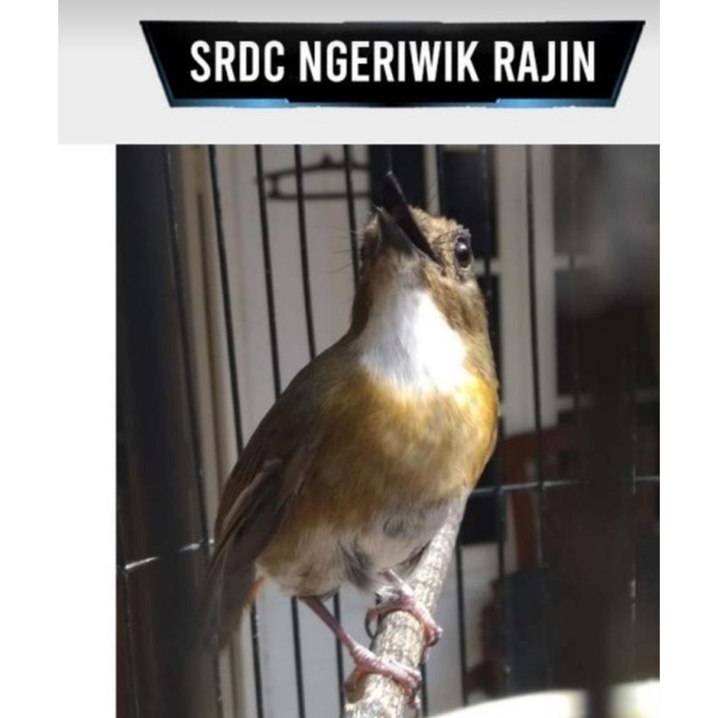 srdc bali jantan  ngeriwik bagus