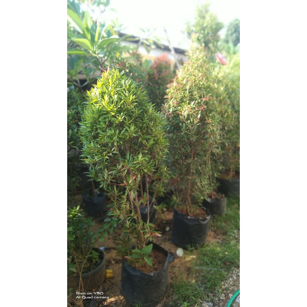 tanaman pucuk merah ukuran 1,5 m