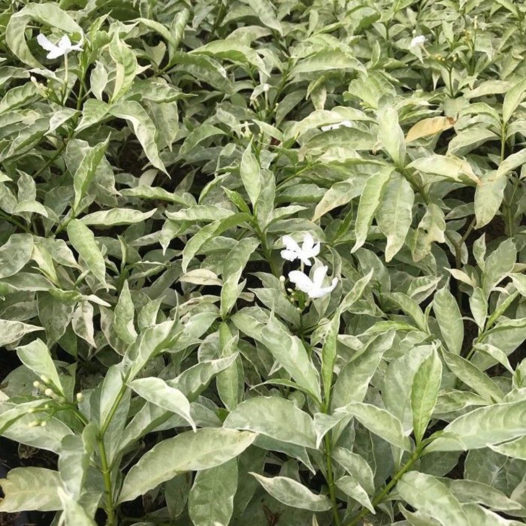 Tanaman Hias Melati Rombusa Tanaman Hias Melati Rombusa Putih Sarbena Putih Rimbun Termurah