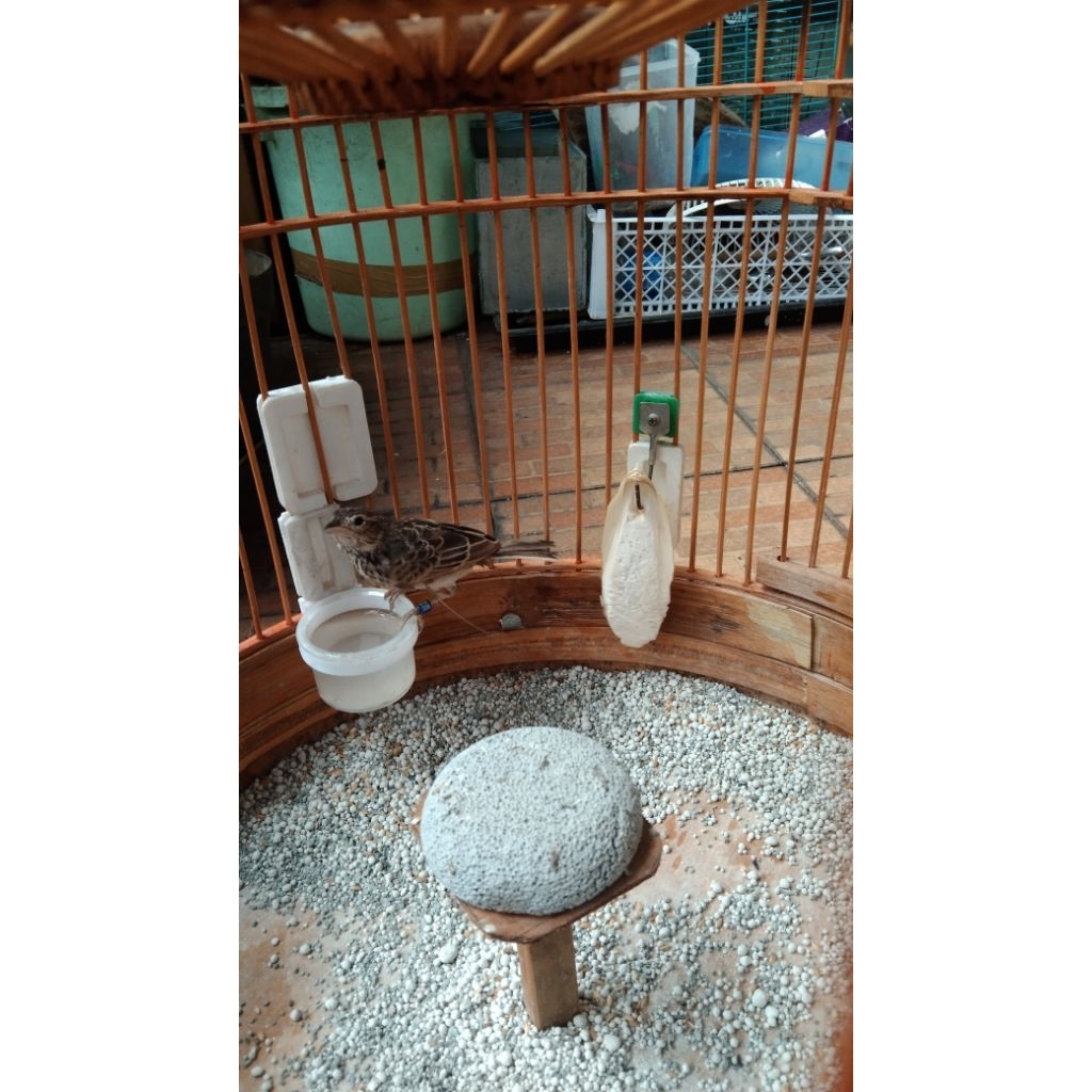 burung Branjangan parva ring RBT, fullset