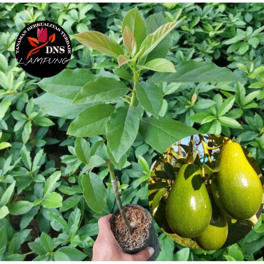Bibit Alpukat Lilin Singkawang Tanaman Asli Okulasi Cepat Berbuah