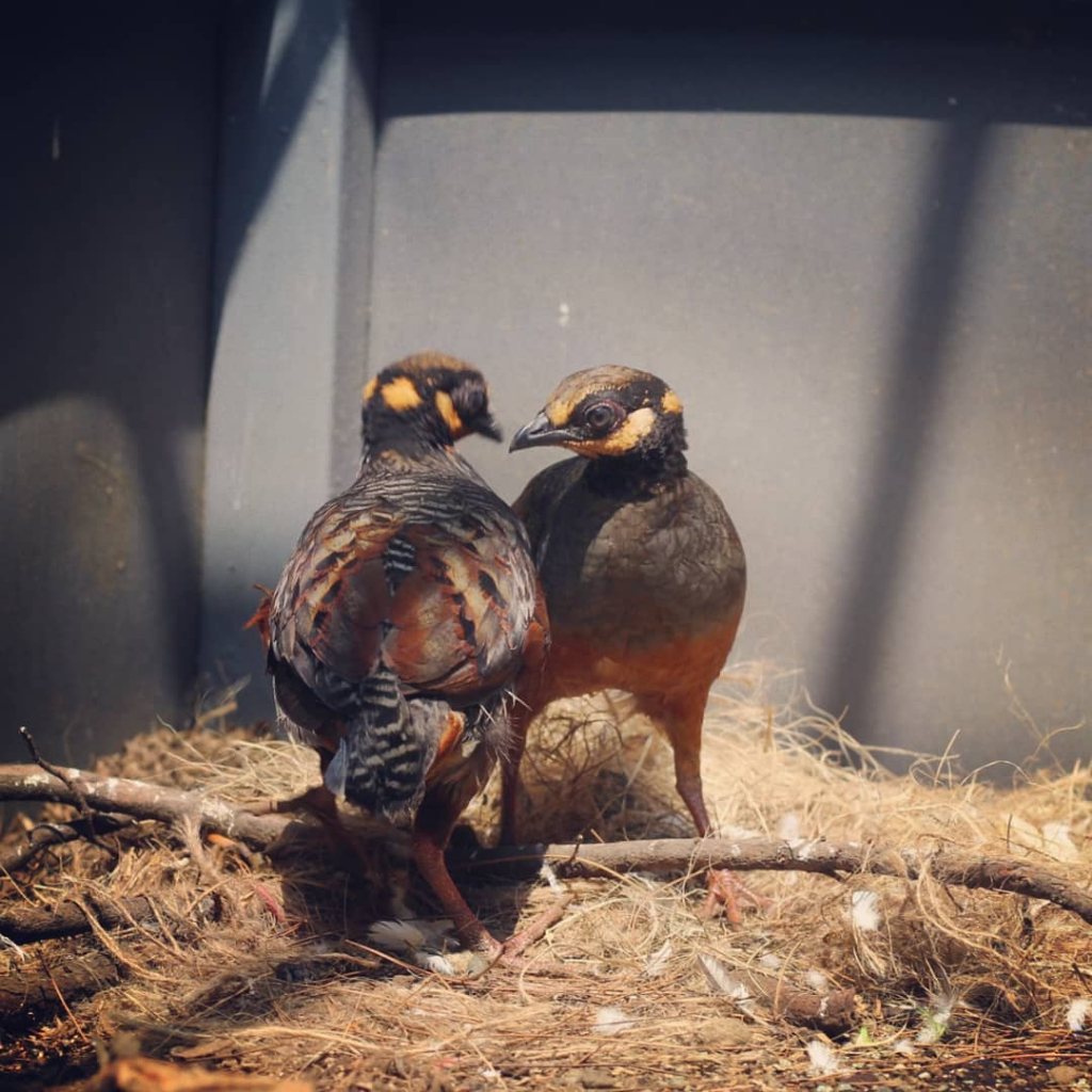 Puyuh Gonggong Muka Merah – Sepasang Kondisi Pro (Pur Total, Adapling, Gacor, Rawatan)