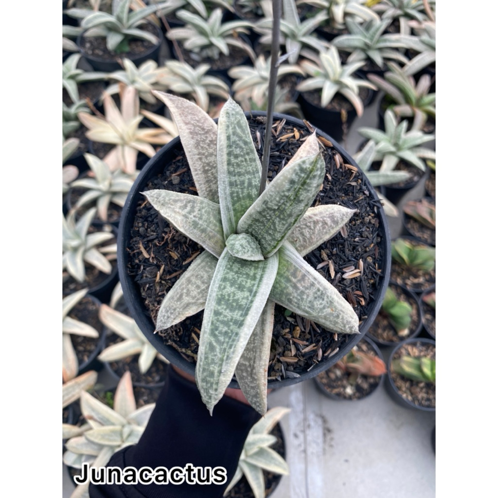Gasteria Batesiana Variegata Putih dalam pot 12 cm