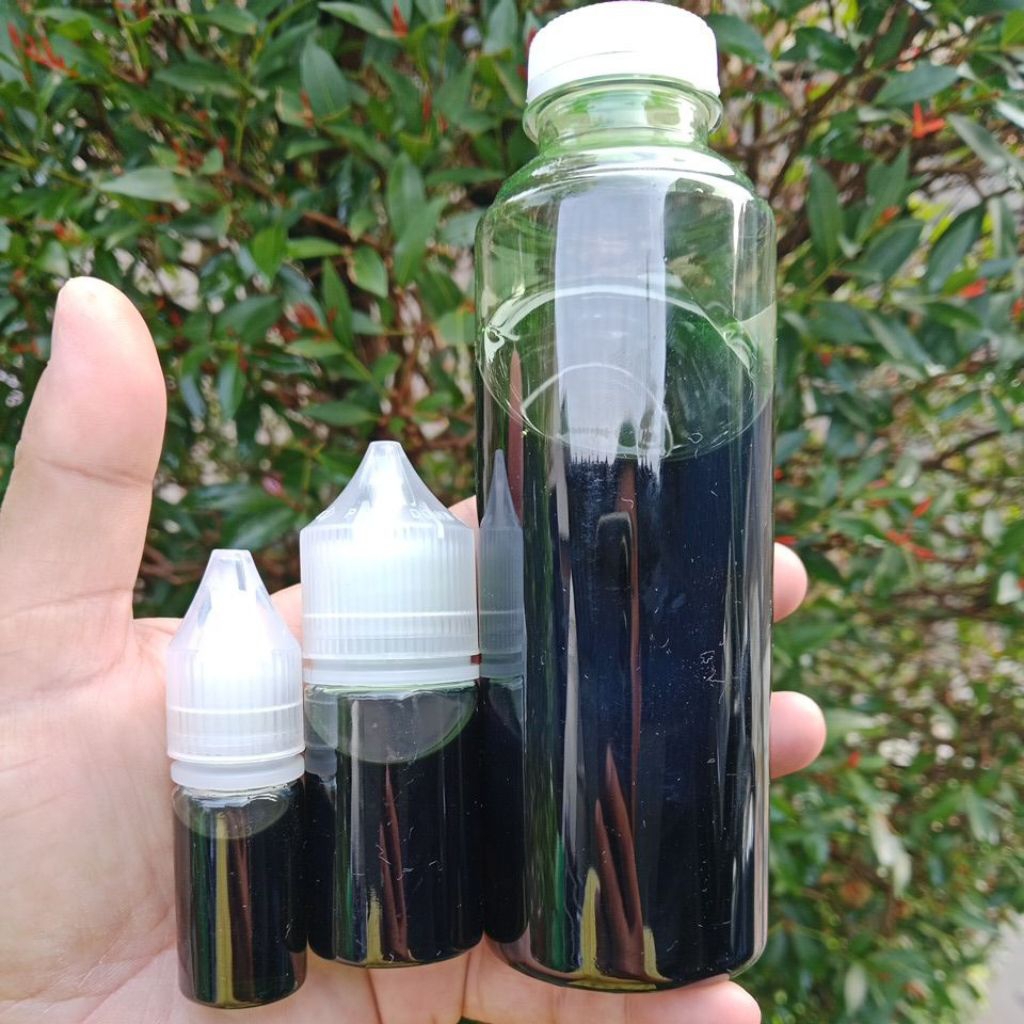 Essen Pancing Biang Lumut