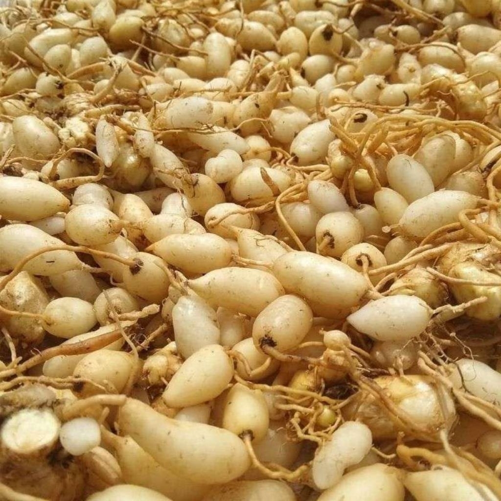 Kunyit Putih Rempah Temu Segar - Pasar Makassar