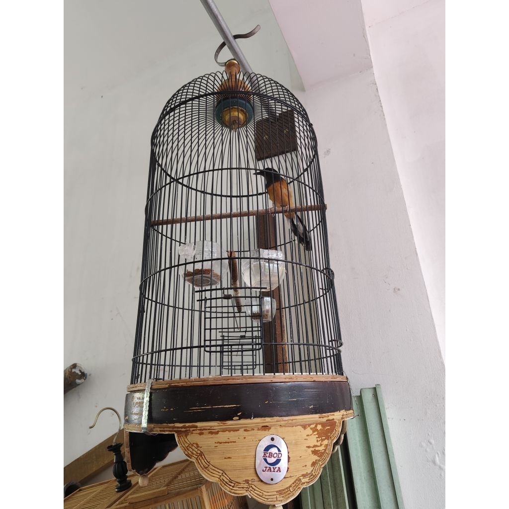 Murai Batu Betina Klawu Siapan Pakai RING Sehat Rawatan | Jual Fullset | Sangkar Besi Bulat Ebod Jay