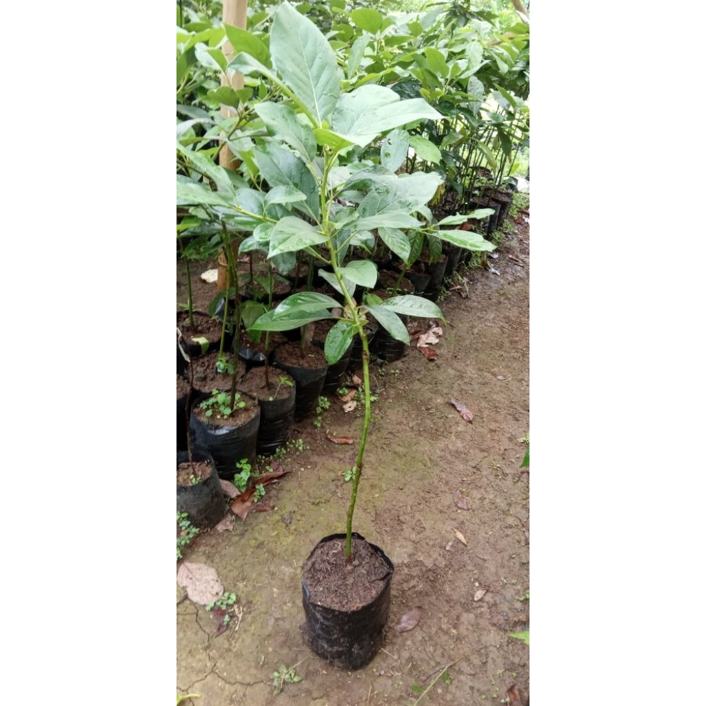 Bibit Alpukat Pluwang