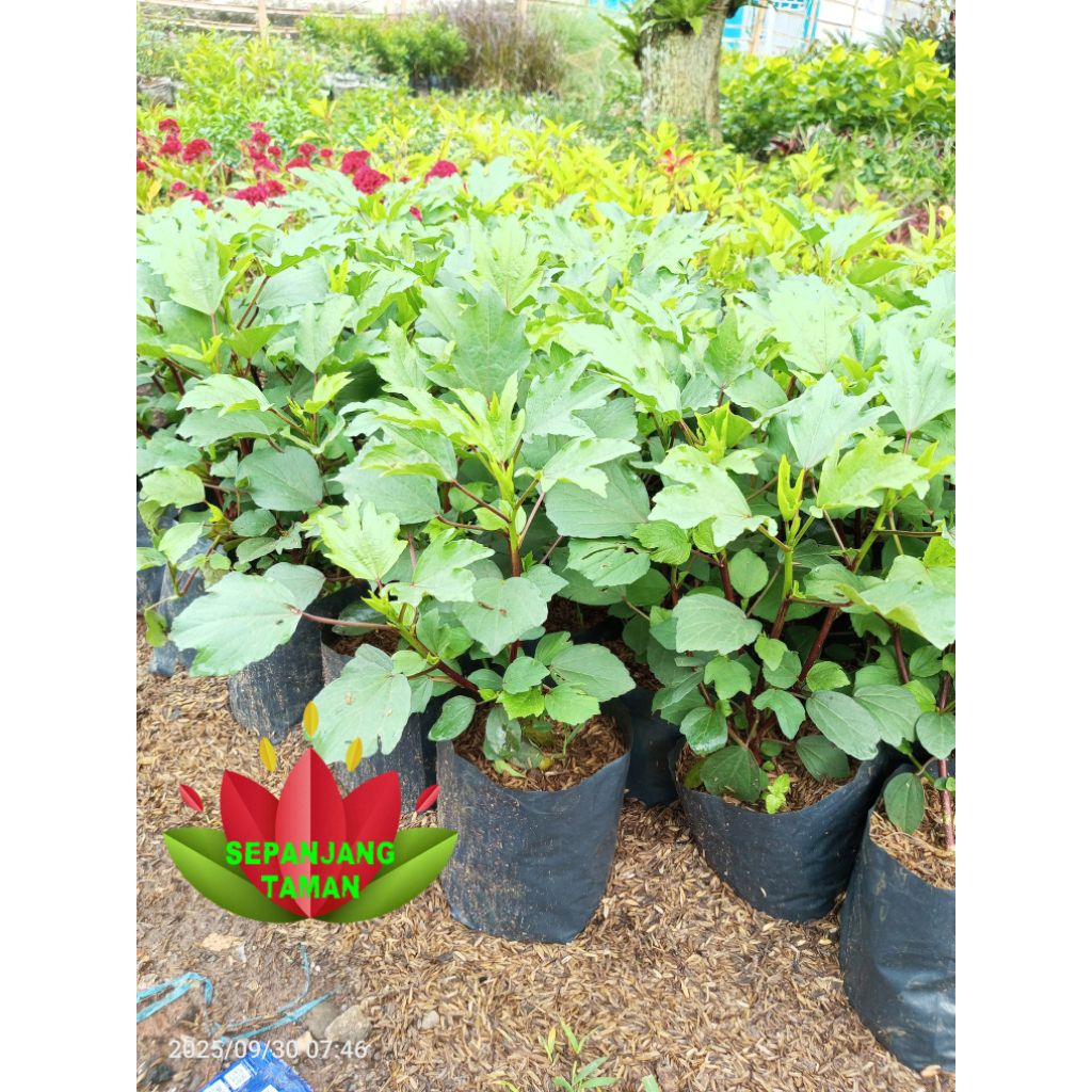 Tanaman Herbal Rosella Merah / Tanaman Herbal Rosella Bunga Merah