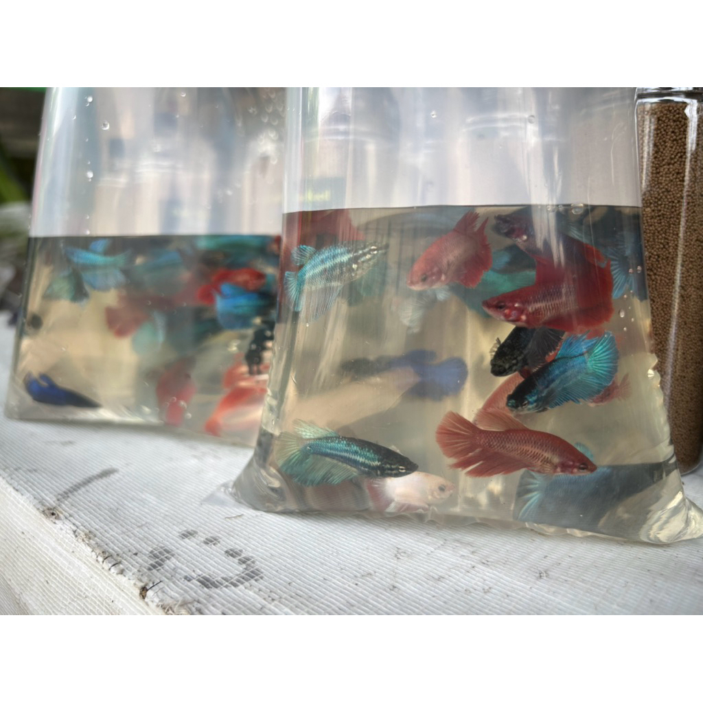 Paket 10 ekor ikan cupang warna warni campur , Ikan cupang uman gala gama ikan lele