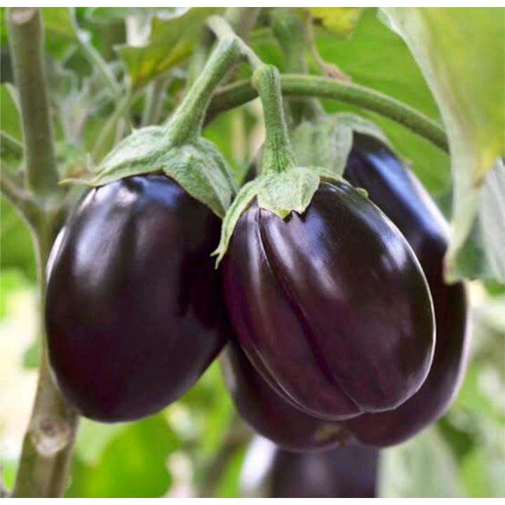 TERMURAH - Bibit Terong Bulat Ungu