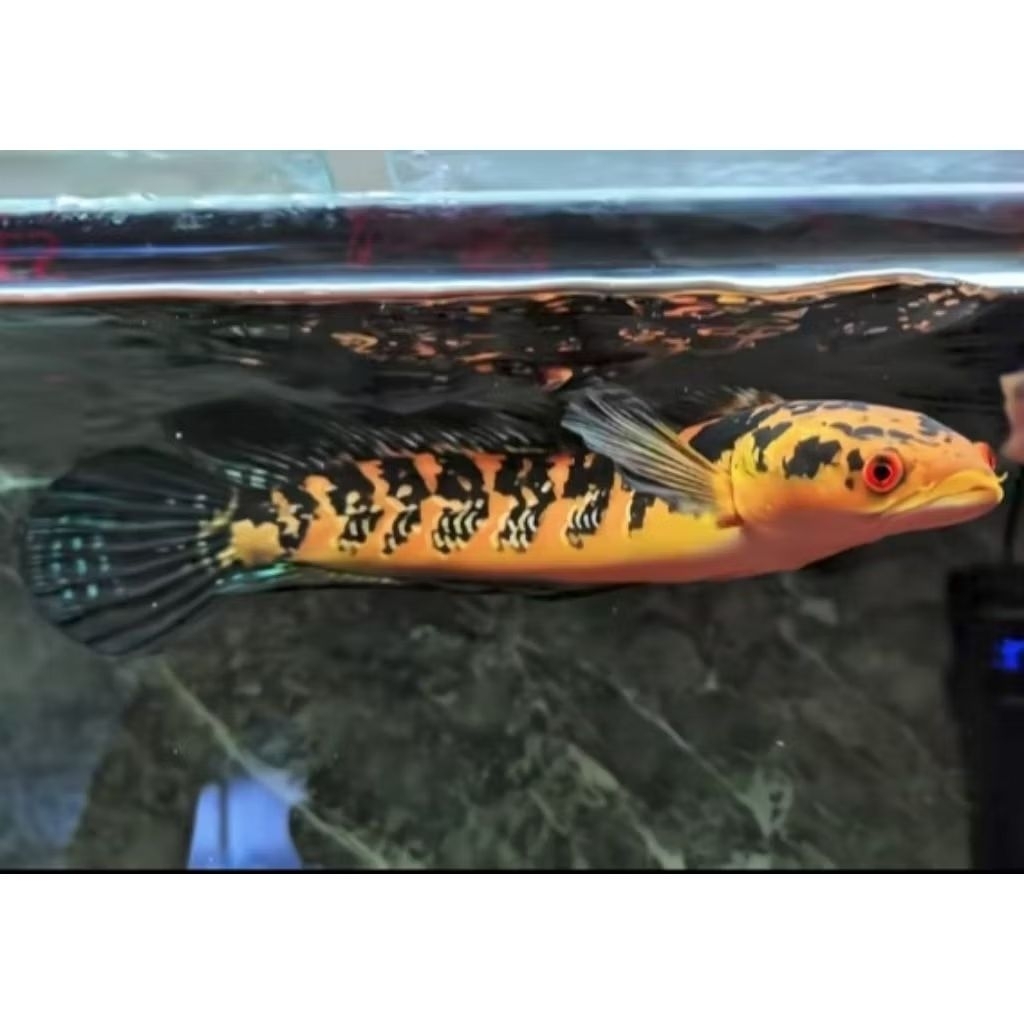 pakan Channa yellow Sentarum 25-27cm