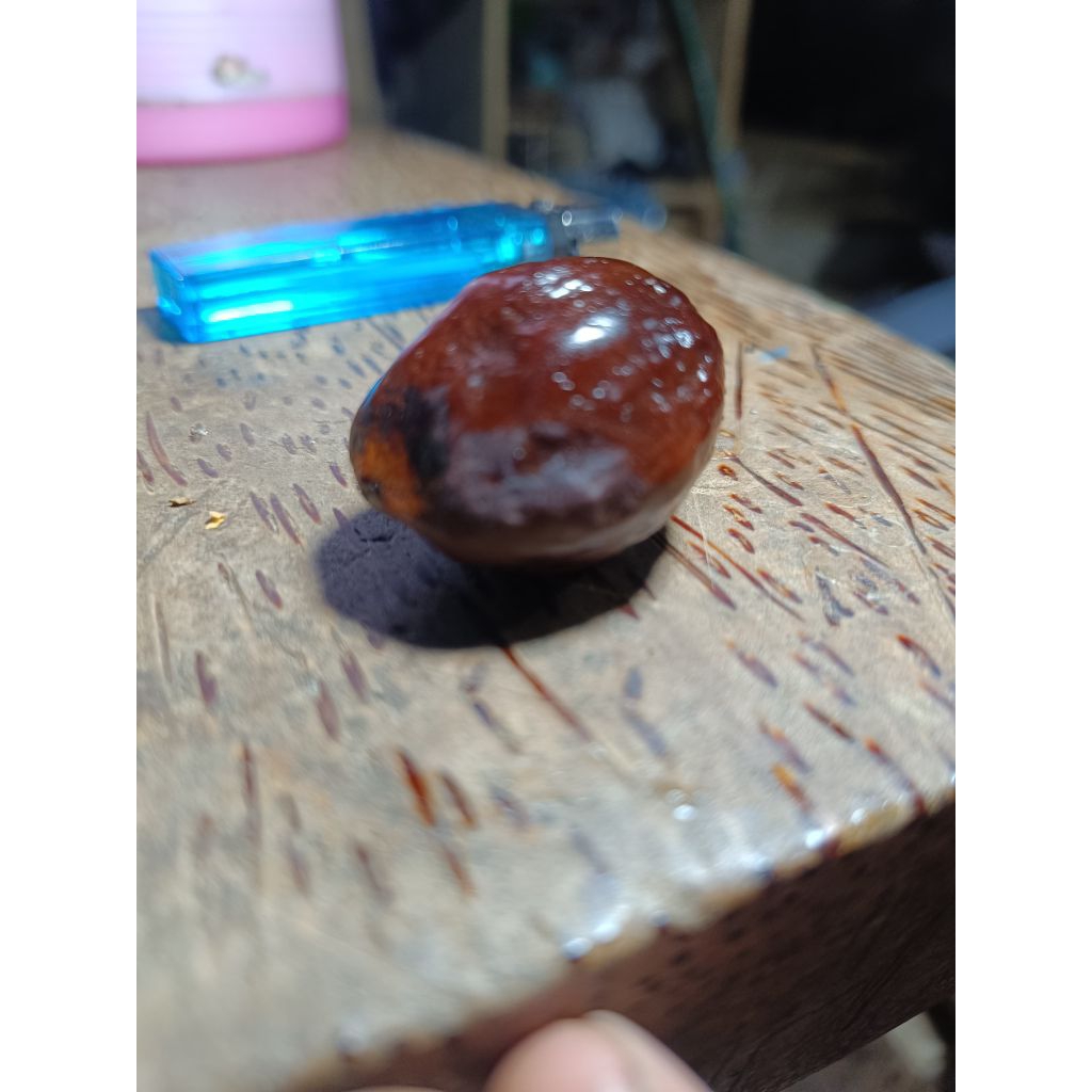 Muncang kemiri Aduan jenis Jawa × Jayanti kulit merah Big Size