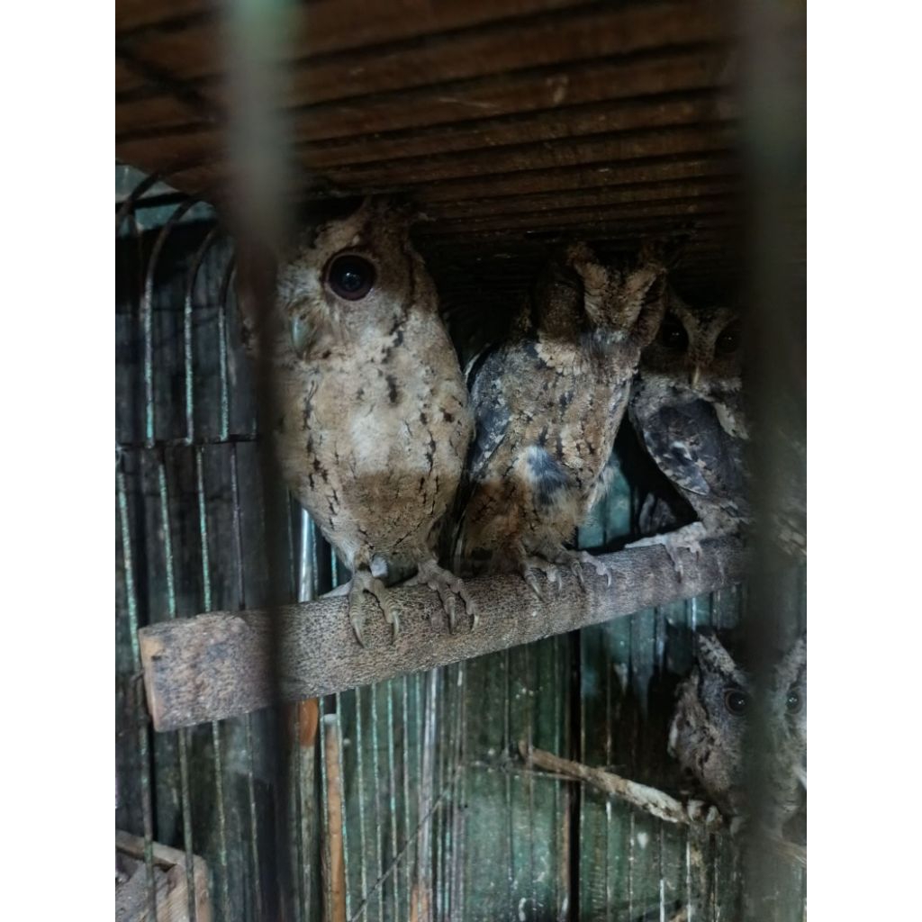 BURUNG HANTU CELEPUK LIAR DEWASA