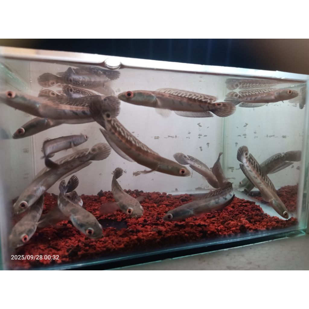 DAUN KETAPANG MARU RED (SERUYAN) SZ 6-7CM