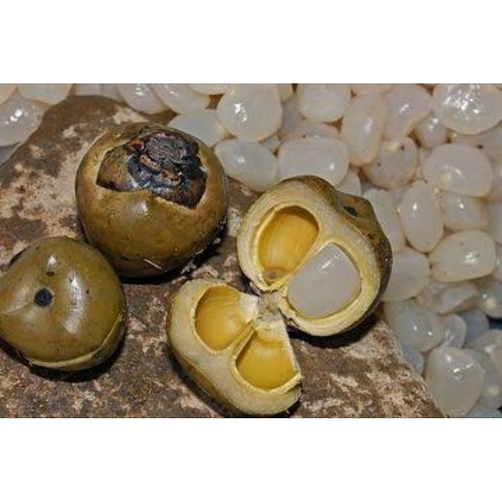 kolang Kaling segar 1kg/kolang Kaling segar 1kg