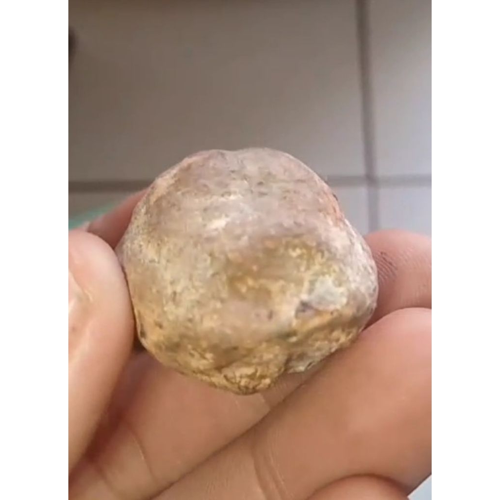 Muncang Adu Jawa Anak Wadas