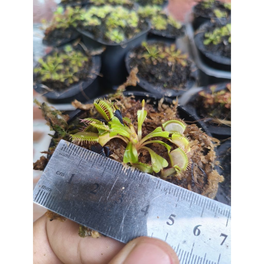 tanaman karnivora vft 5-7cm