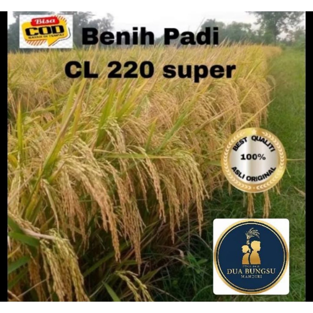 BENIH PADI CL 220 UNGGUL BERKUALITAS 1kg