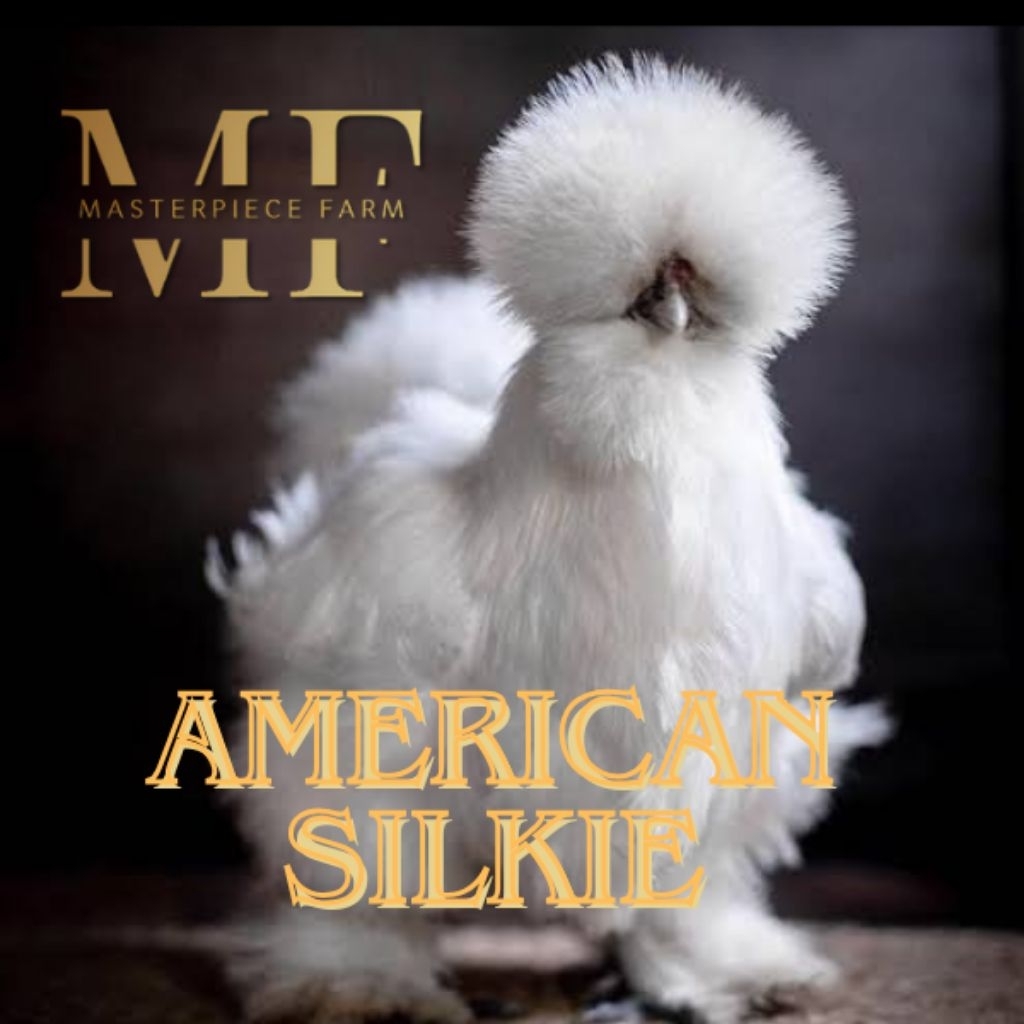 Indukan Ayam Hias Silkie Sepasang Siap Bertelur