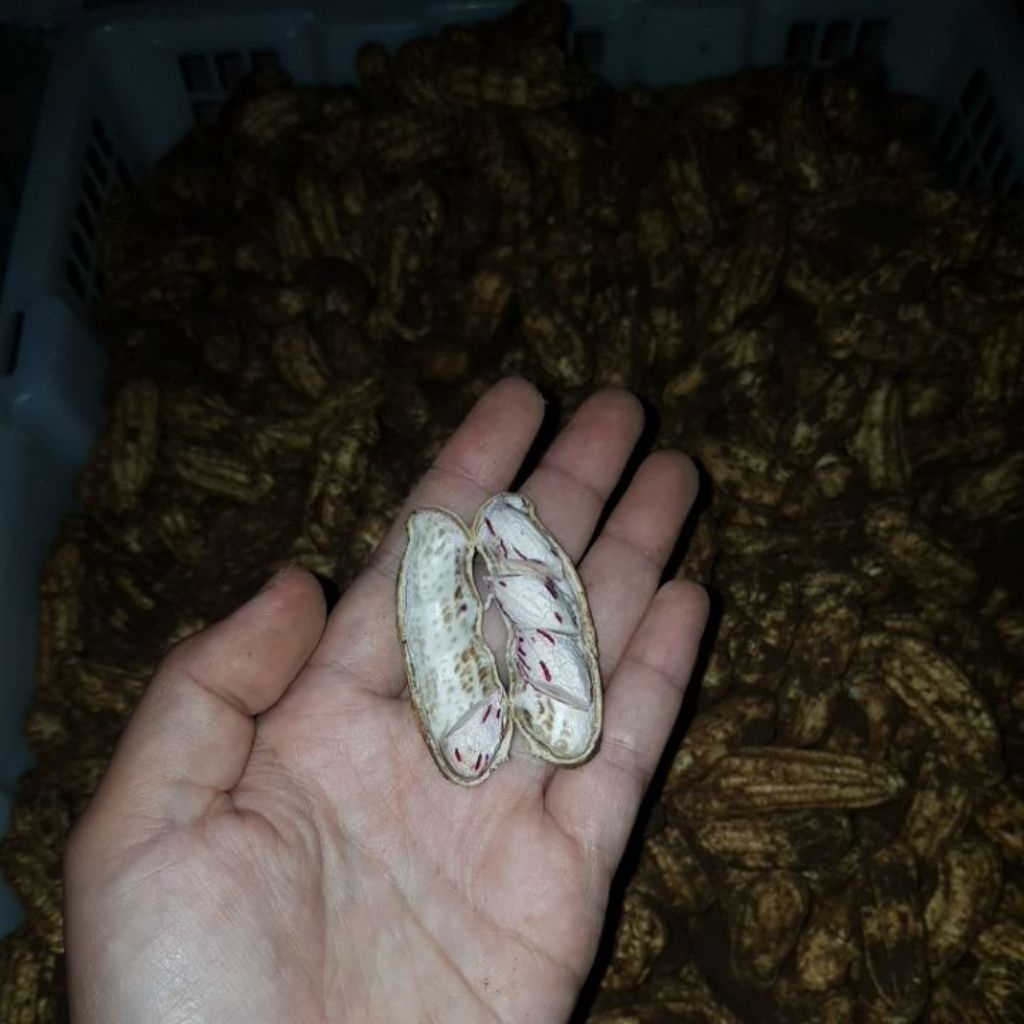 kacang batik
