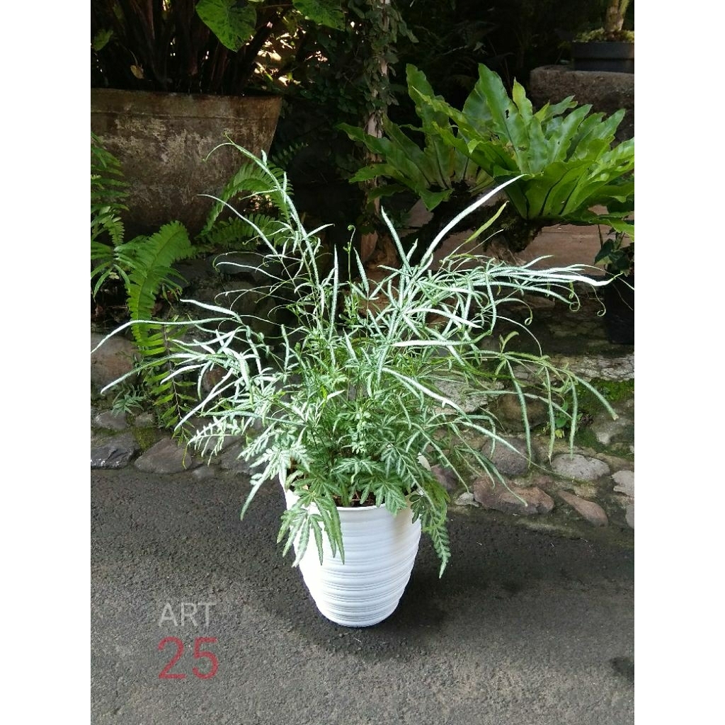 Pteris Ensiformis Silver Lace Fern Pakis Silver Sesuai Foto