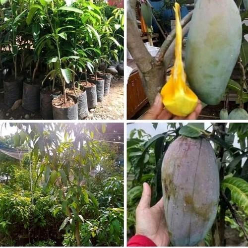 Bibit Mangga Kiojay Jumbo Bibit Mangga Kiyojay KioJay