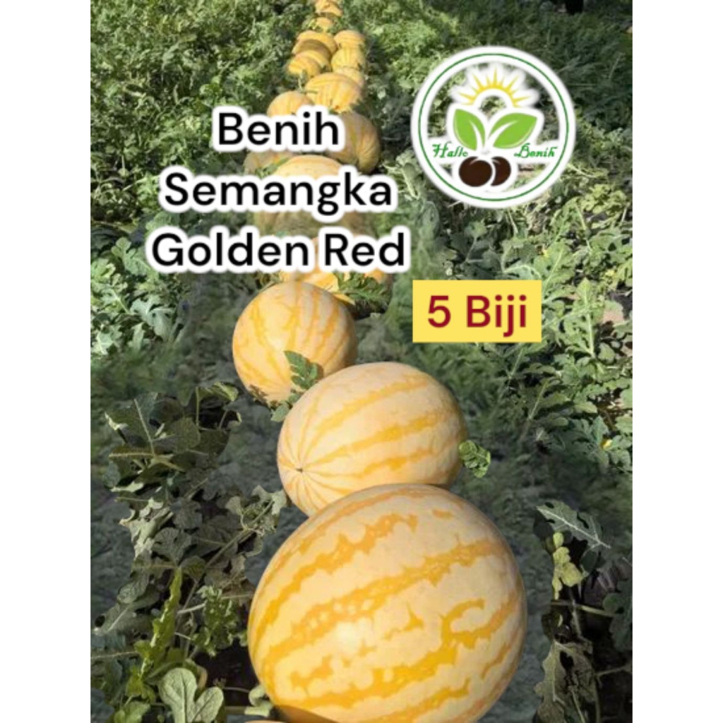 5 Biji~Benih Semangka Golden Red
