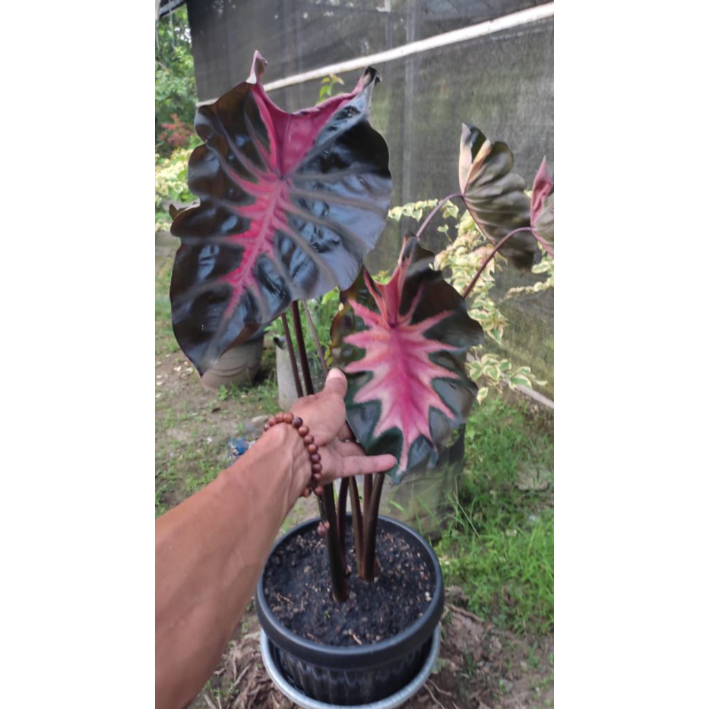 colocasia hybrid Wisanggeni size anakan