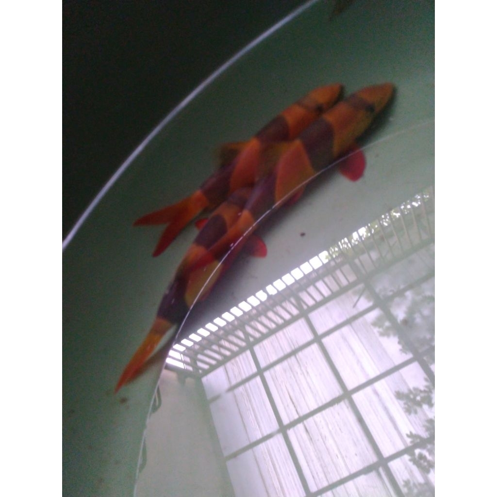 Botia Botea 12cm tankmate Arowana Louhan Cichlid Oscar Catfish