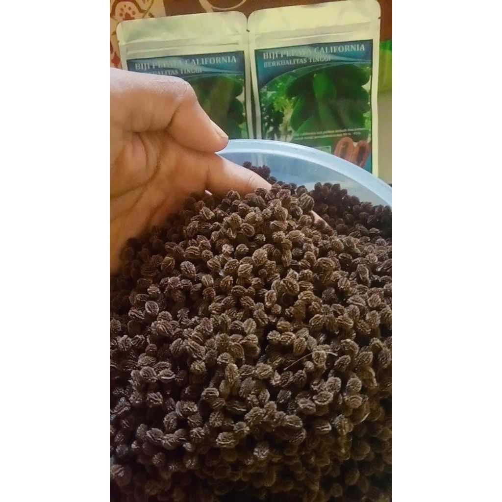 benih pepaya California berkualitas