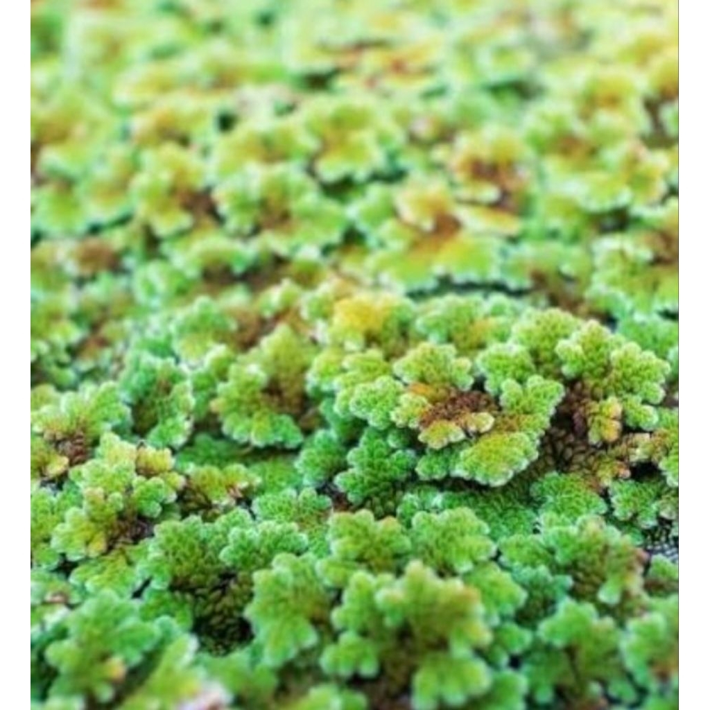 bibit azolla+lemna+wolffia jadi satu 500 gram