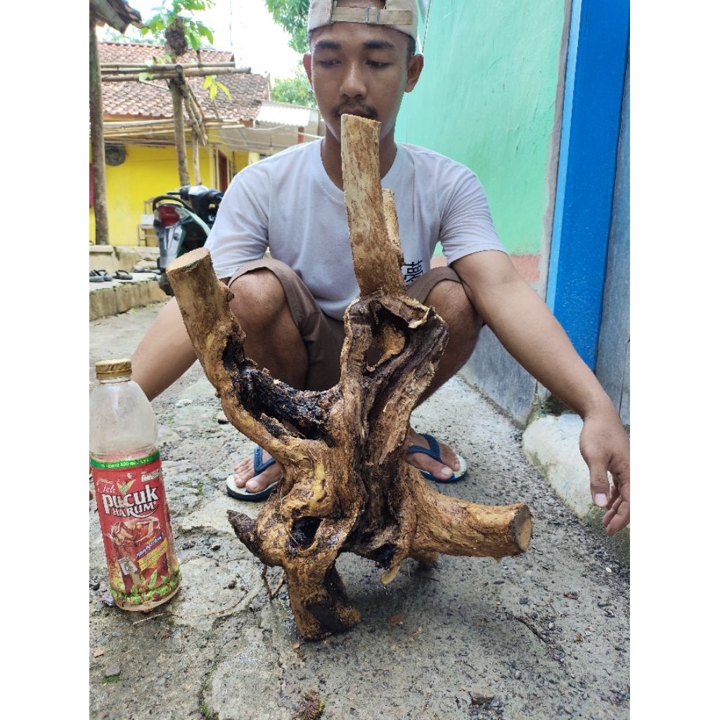 bahan dongkelan wahong gunung Karakter tua korowakan