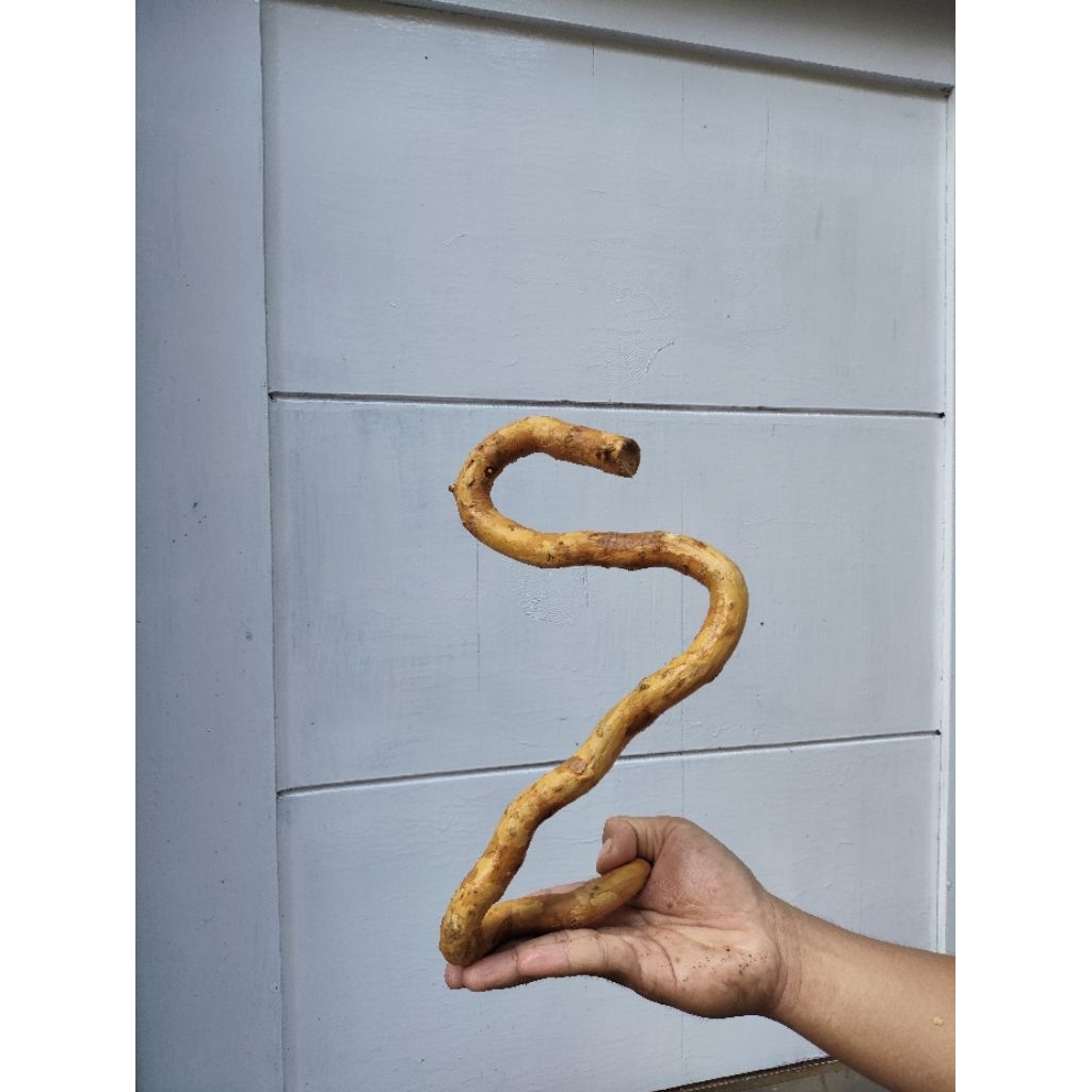 bahan dongkelan wahong gunung meliuk extrem