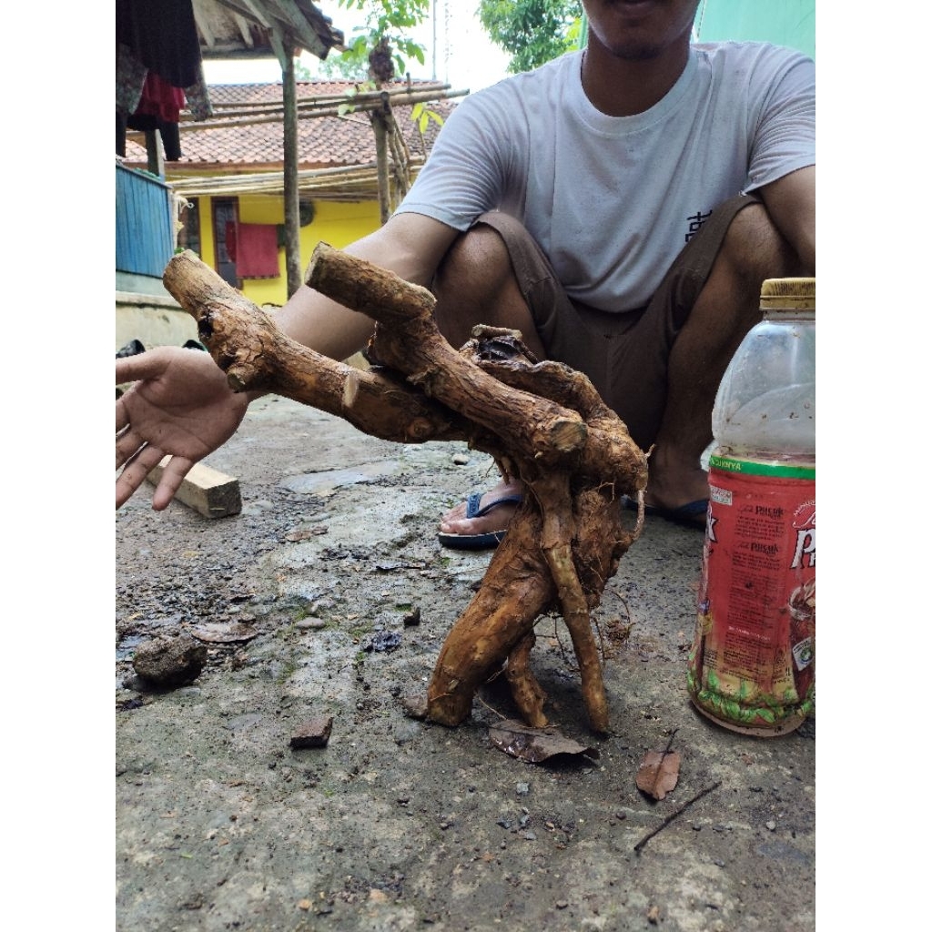 bahan dongkelan wahong gunung gaya tiup angin