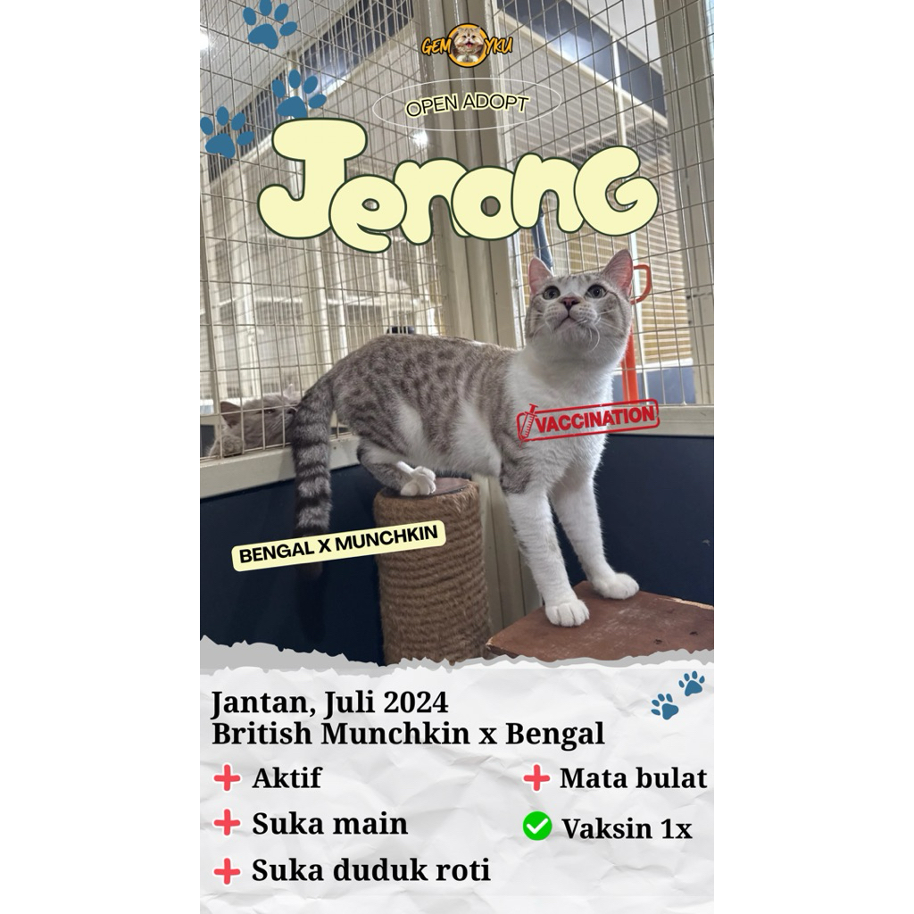 BENGAL MIX MUNCHKIN | BENGAL JANTAN | KUCING LUCU DAN GEMBUL | BENGAL MURAH