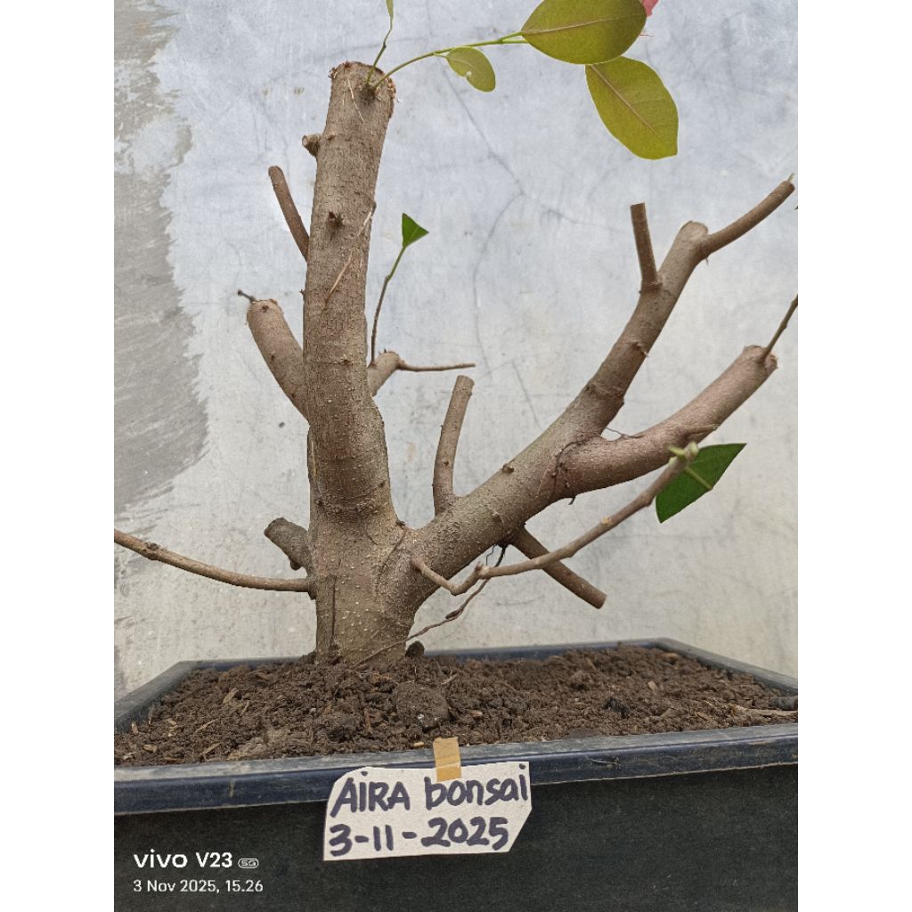 bahan bonsai iprik silver pucuk merah the max