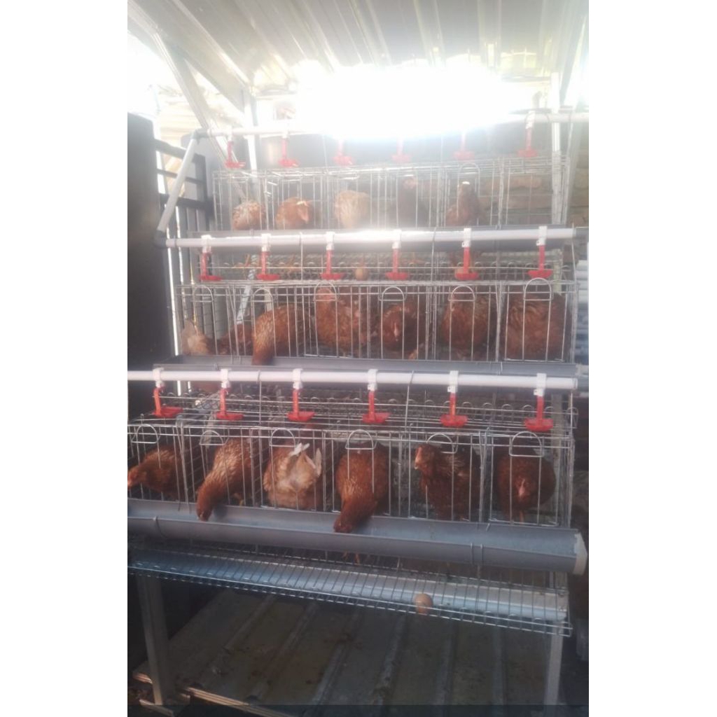 KANDANG AYAM GALVANIS