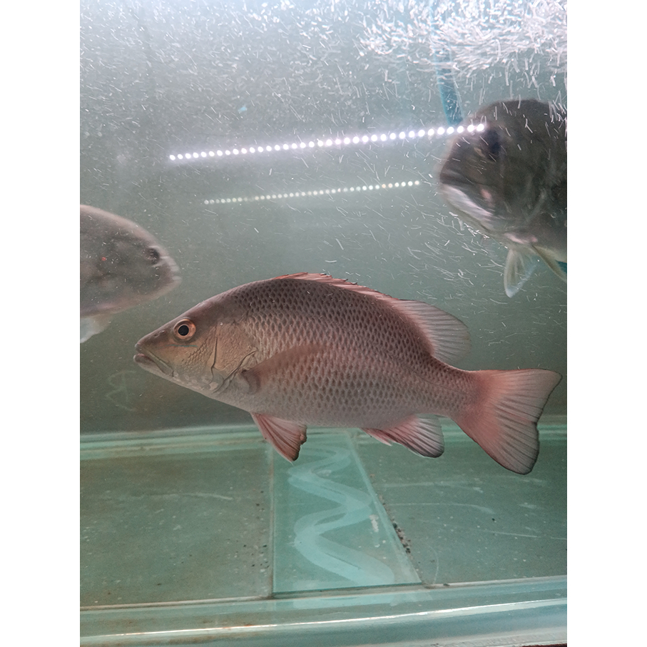 Mangrove Jack SSB (Semi Short Body) Air Tawar size 20 cm  / Mangrove Jack Air Tawar / MJ Air Tawar